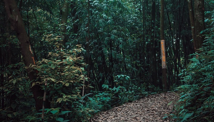 Rừng Ma- Ao Dứa khu sinh thái vườn quốc gia Tam Đảo